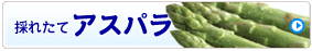 �̂ꂽ�� �A�X�p��